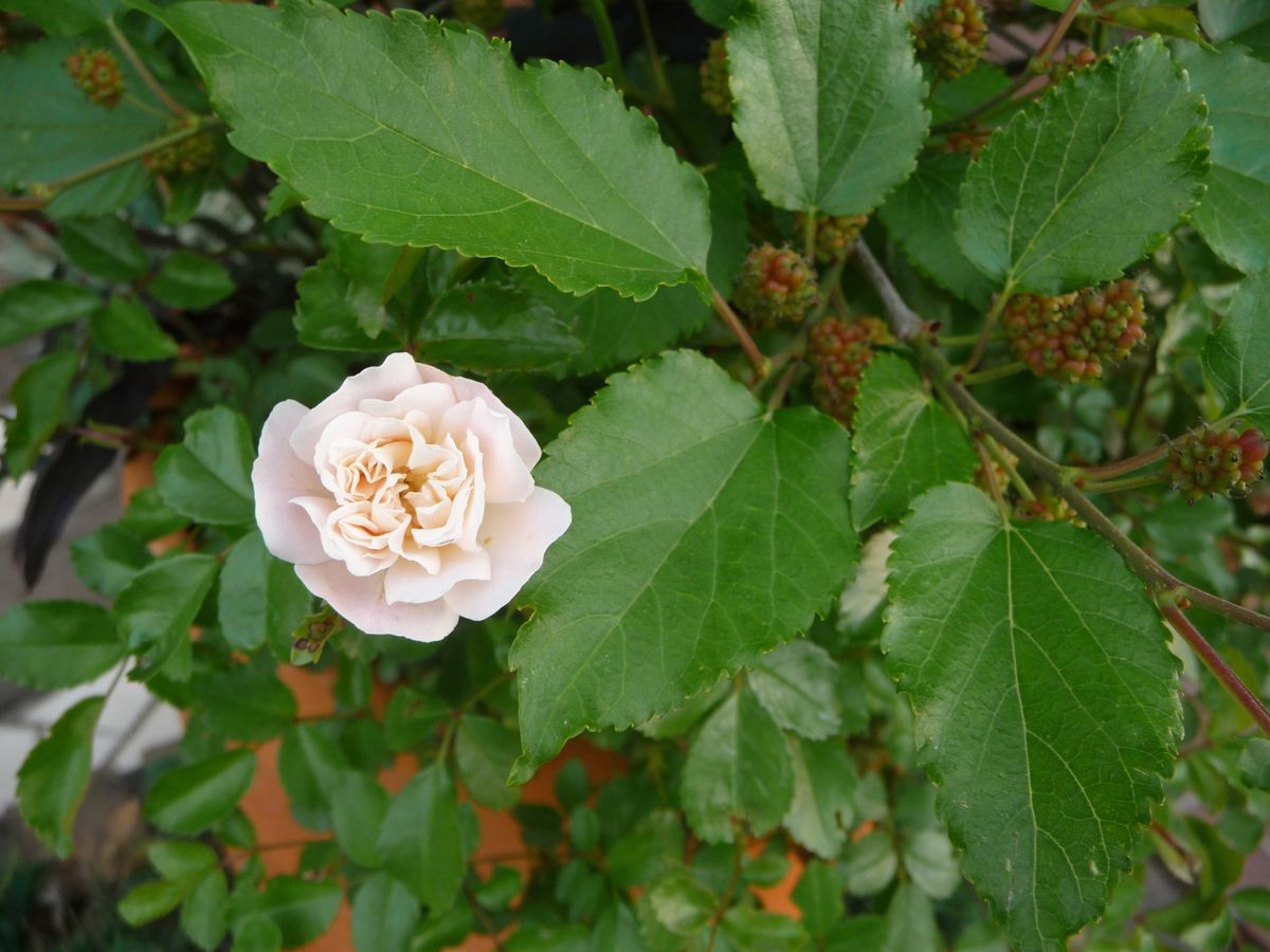 今日の小さな薔薇