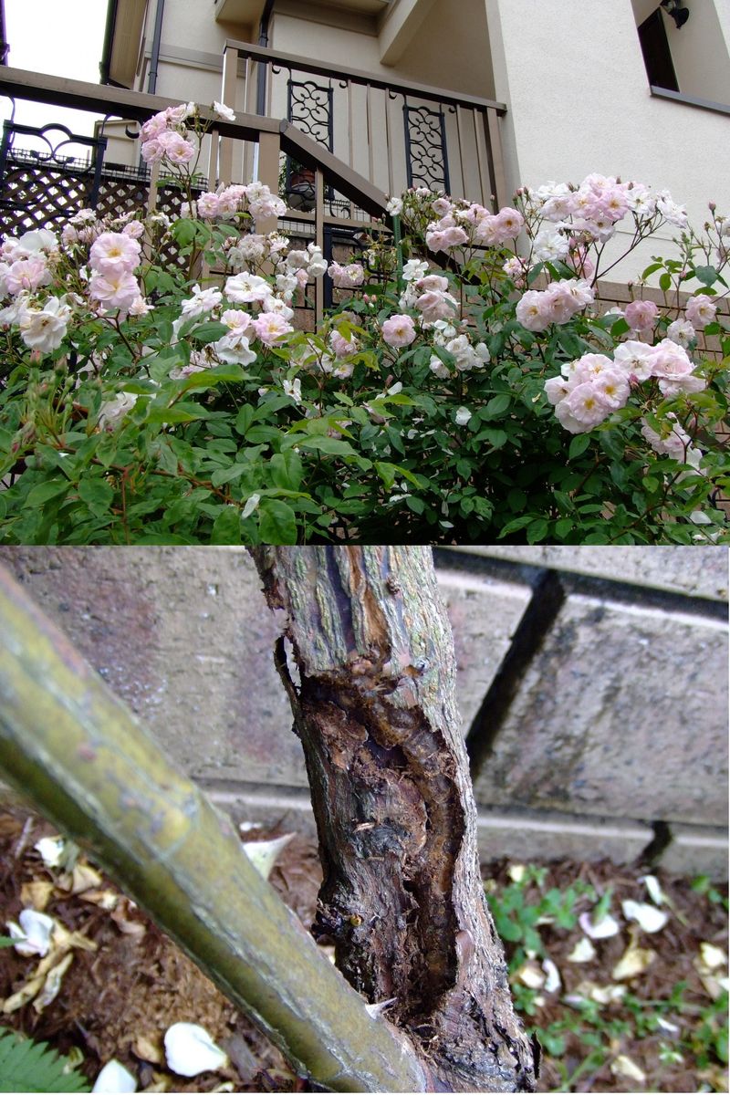 ニゲラの開花とカミキリムシ被害