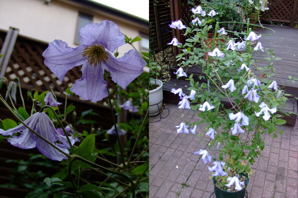 ニゲラの開花とカミキリムシ被害