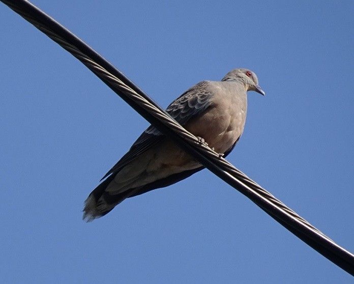 鳥たち　②