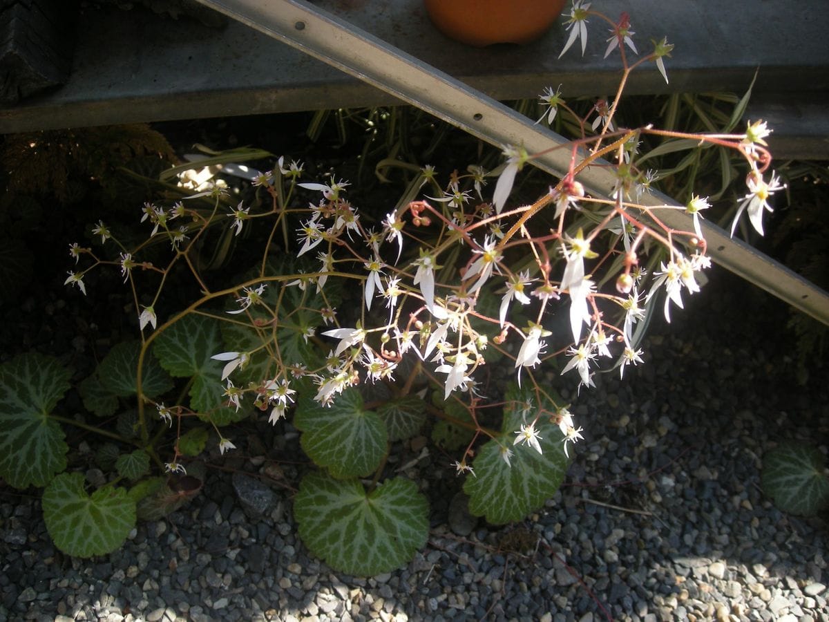 ユキノシタの花