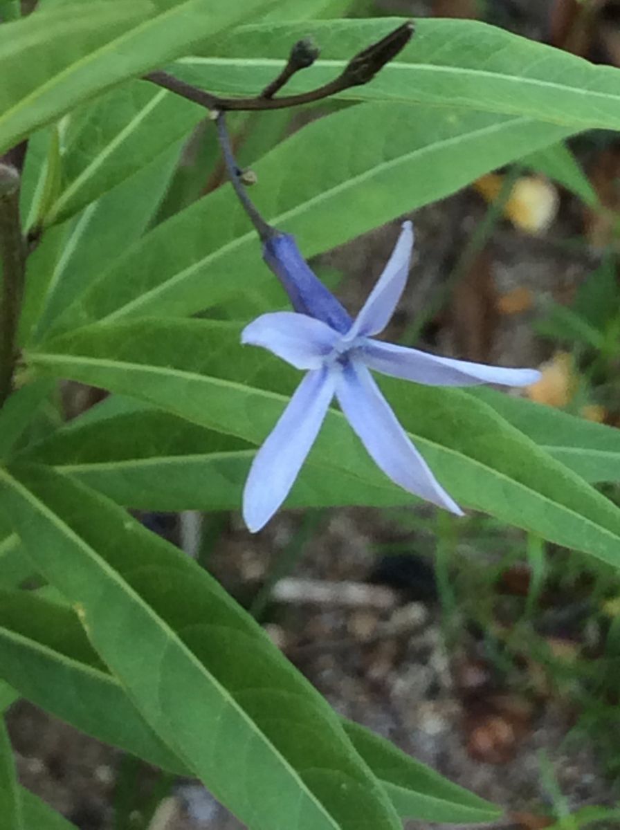 ブルーのお花達