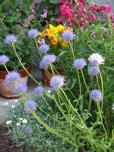 2週間後の花たち②