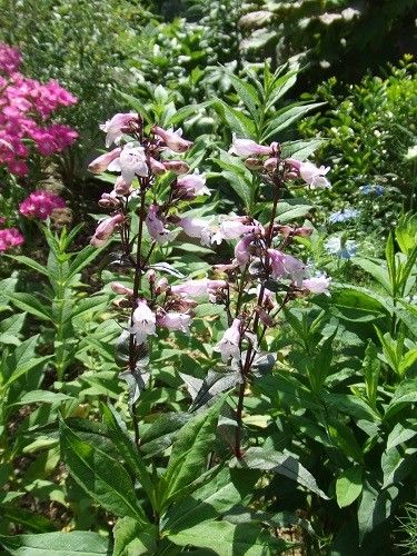 2週間後の花たち④