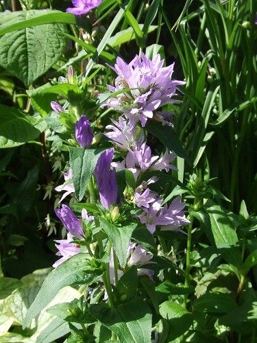 2週間後の花たち⑧