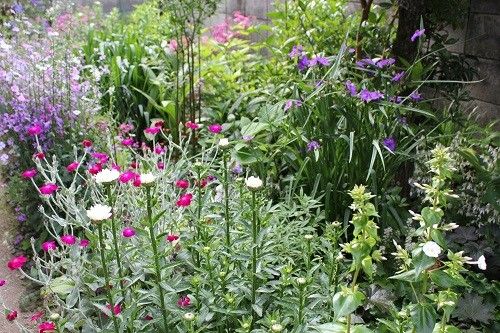 2週間後の花たち⑩