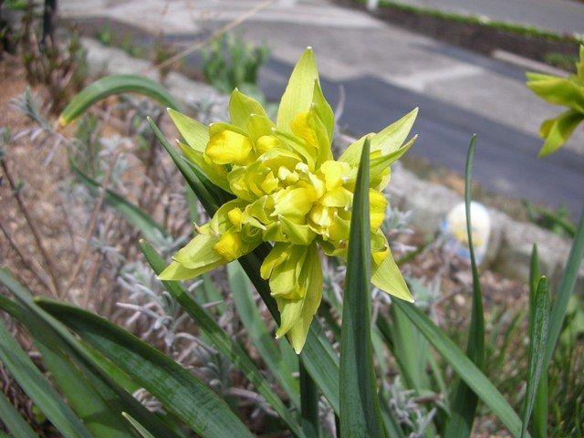 やっと花です～～