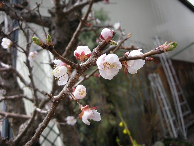 やっと花です～～