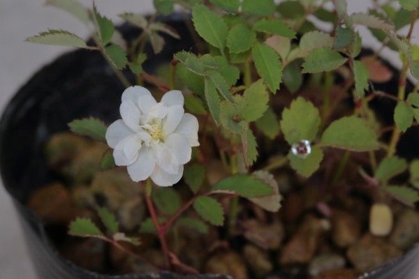 いつの間にか花が