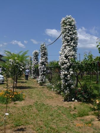 2回目梨園のバラ