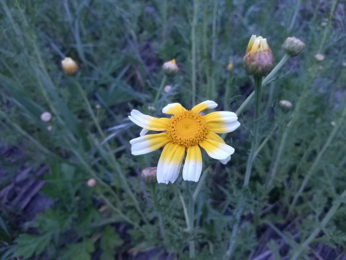 春菊の花