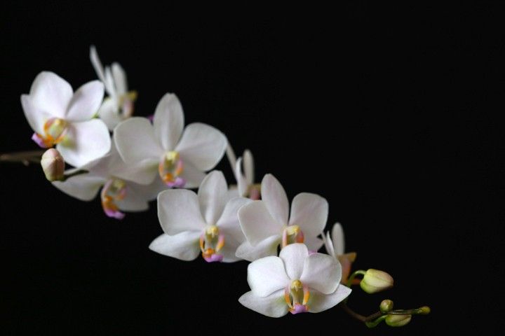 Phal. Hatuyuki 'なごり雪'