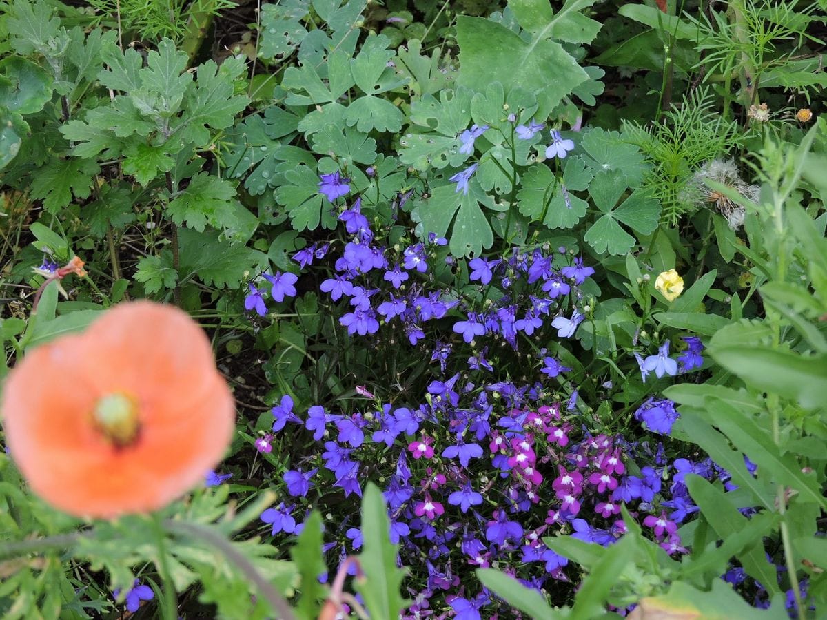 オダマキ発芽