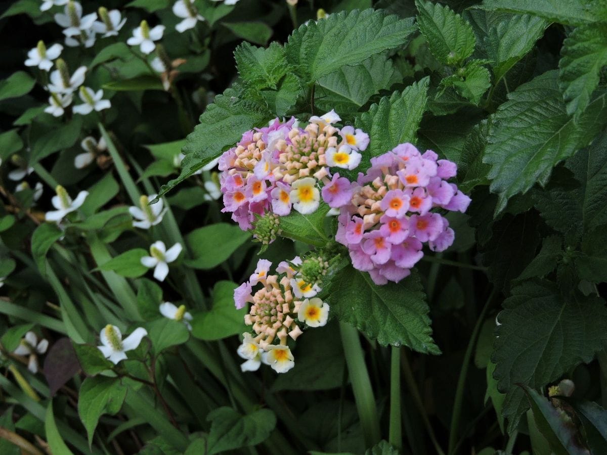 オダマキ発芽