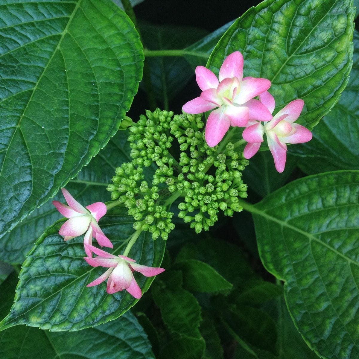 紫陽花の季節！