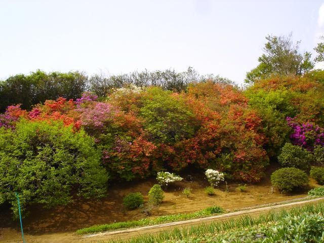 山つつじとバラ