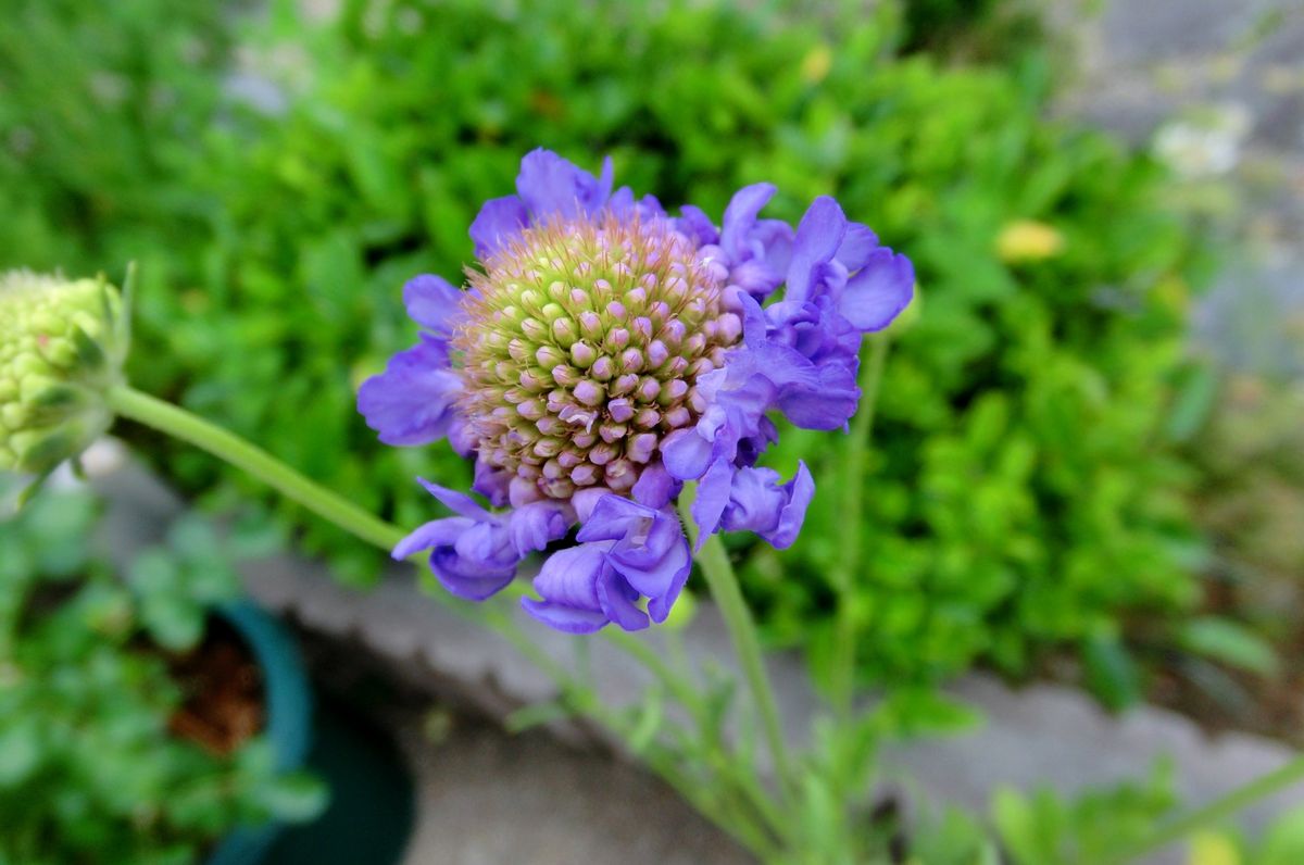 今日の庭から（いろいろなお花たち）