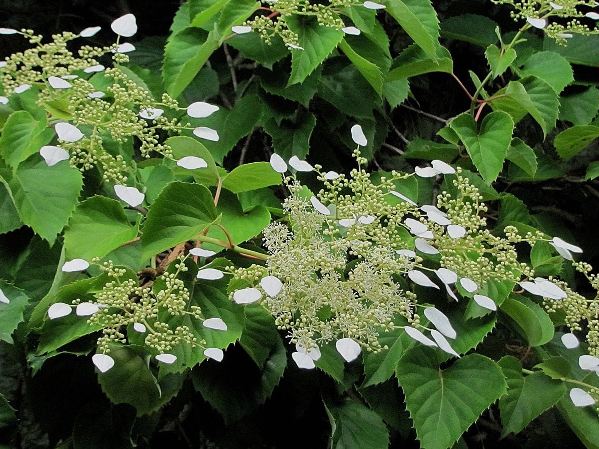 鎌倉・東慶寺の花