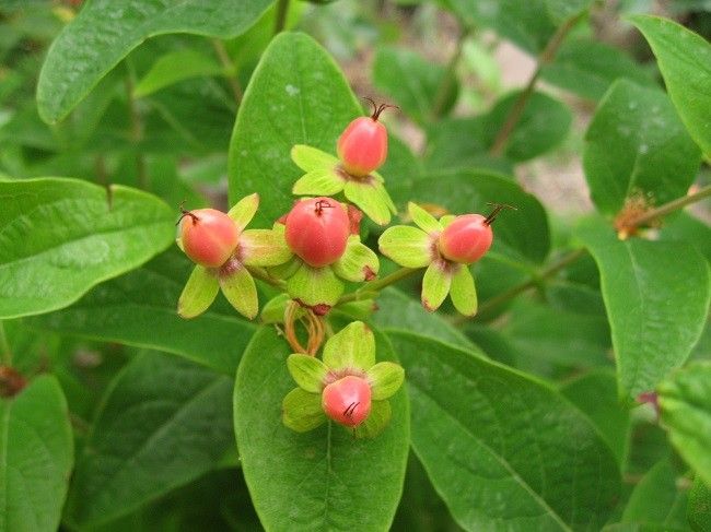 ピンクサファイヤがいっぱいとカランコエの挿し芽更新