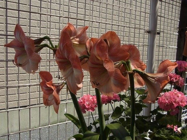 大変なことになってるお花