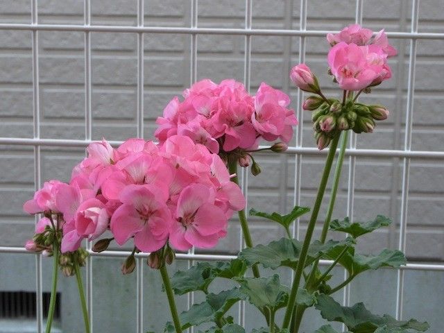 大変なことになってるお花