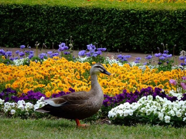 県立相模原公園