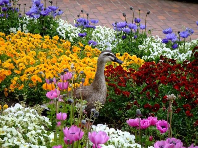 県立相模原公園