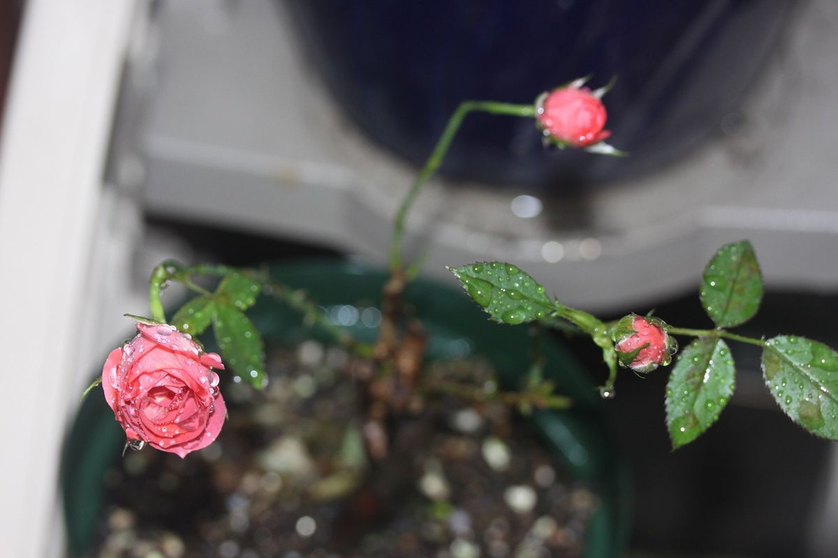 そして残ったのは…梅雨入り前の我が家。