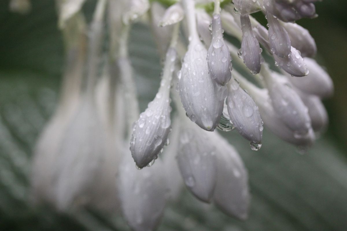 そして残ったのは…梅雨入り前の我が家。