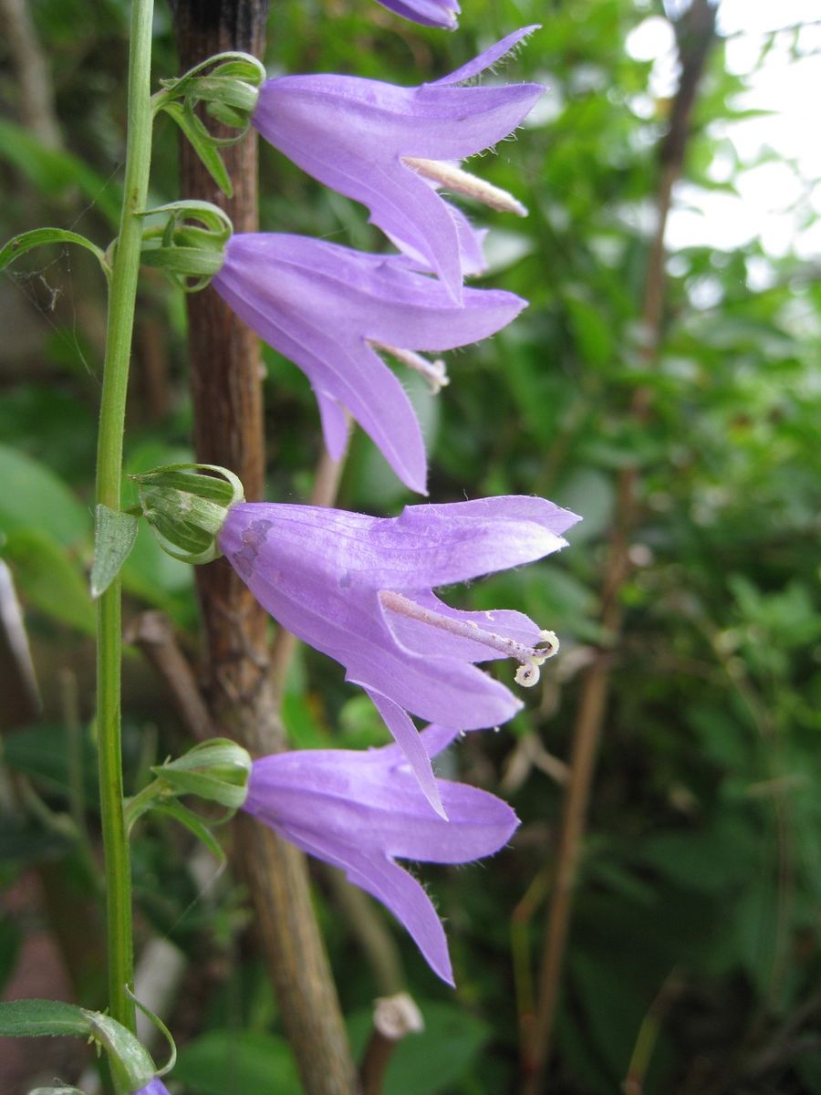 6月の花