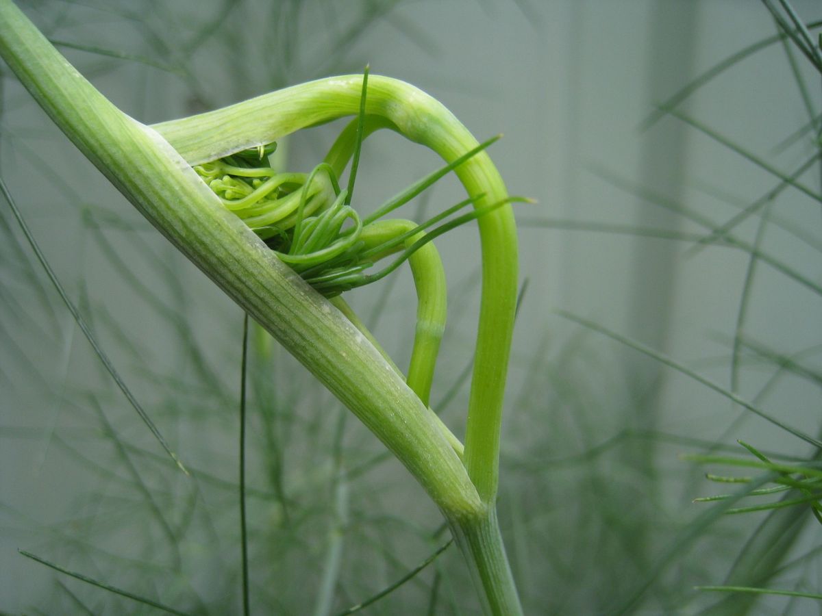 6月の花