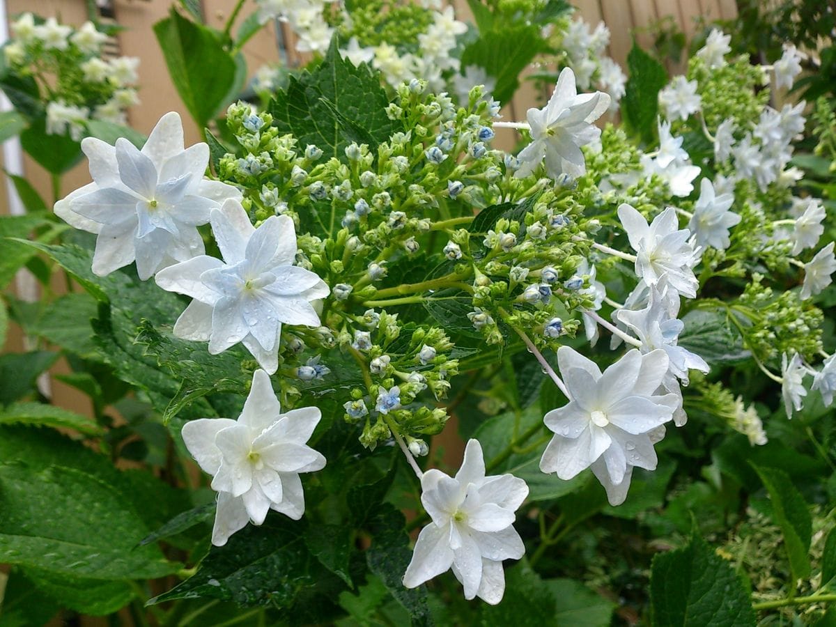 アジサイ・隅田の花火