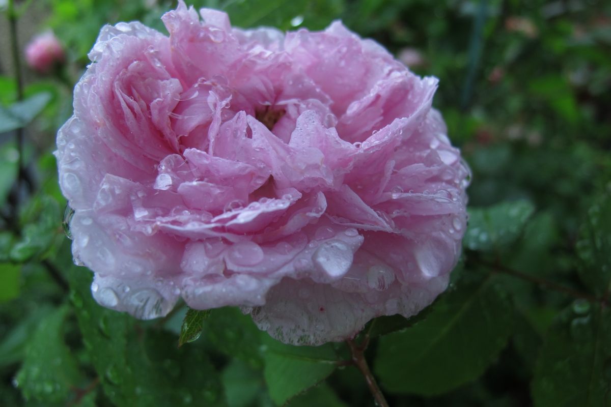 雨に濡れて・・。