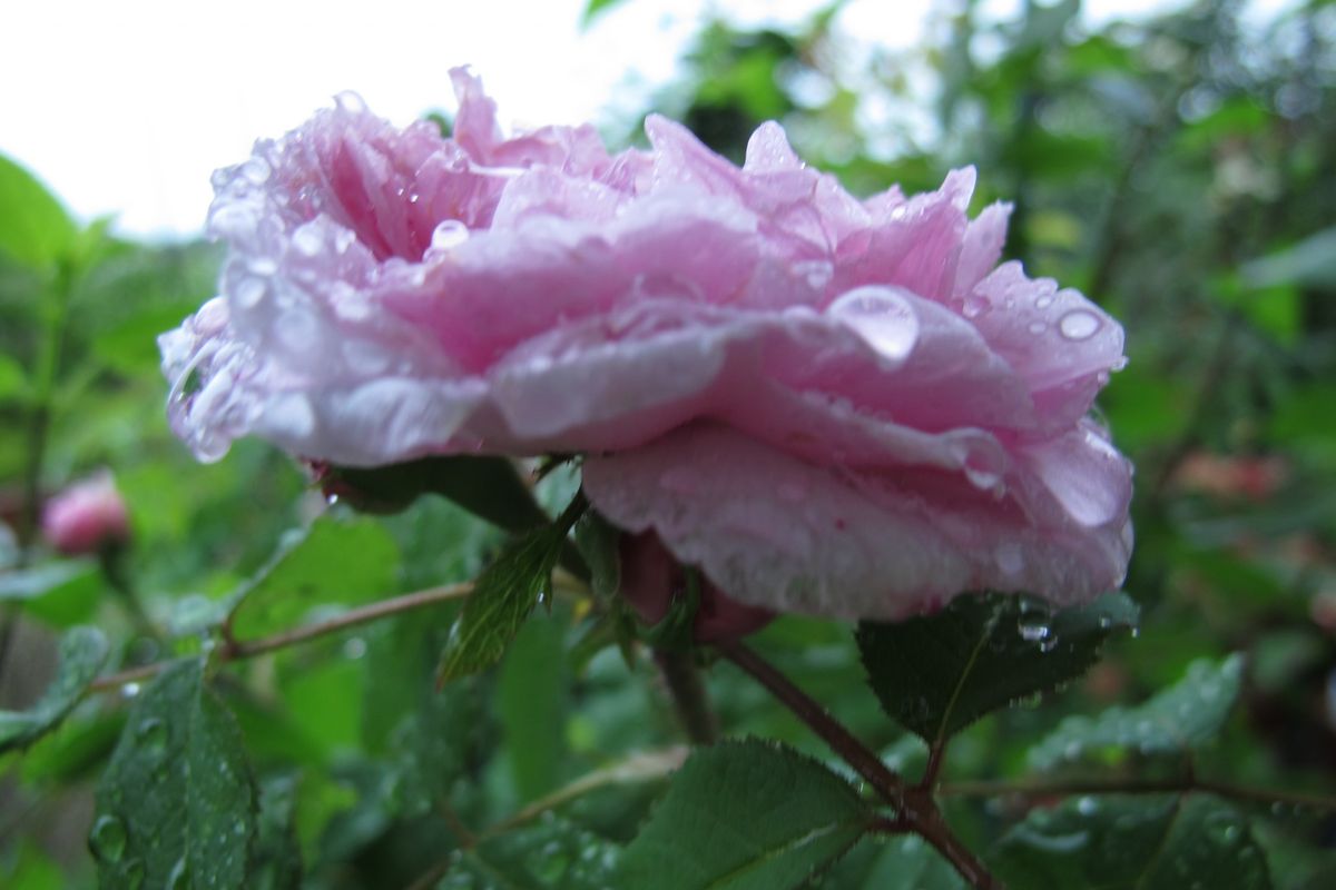 雨に濡れて・・。