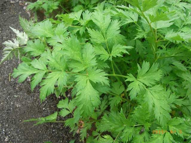 薬用植物園に行ってきました