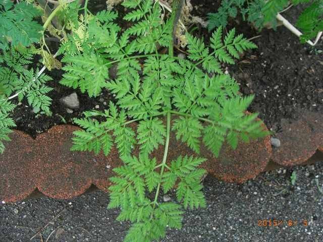 薬用植物園に行ってきました