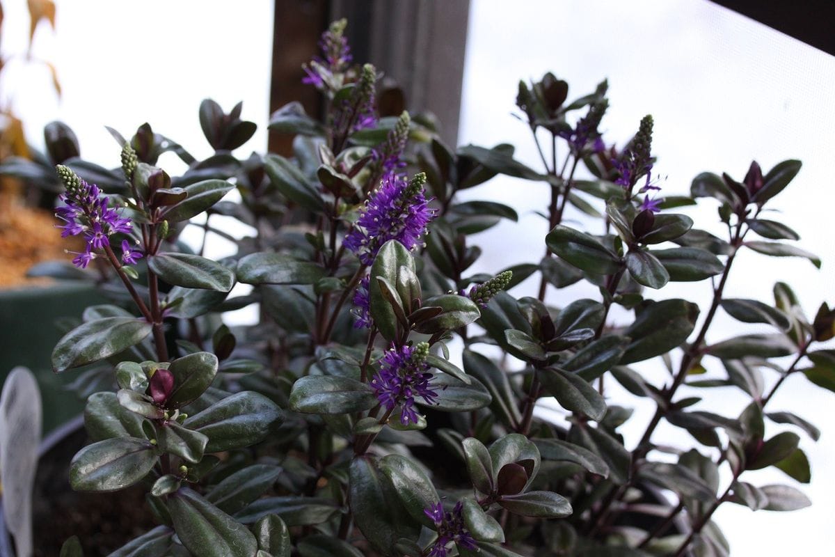 ベロニカ「グレース」紫の花！