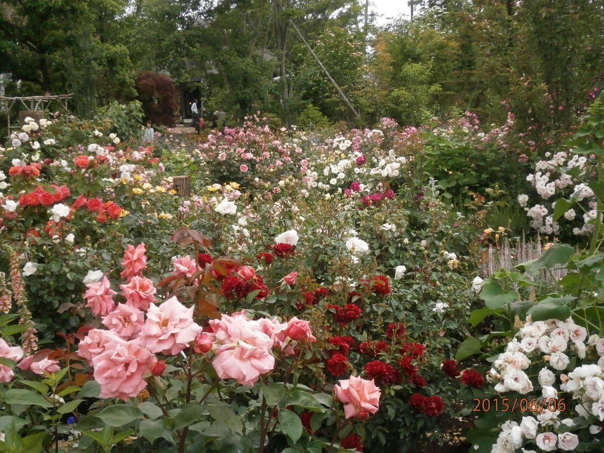 コピスの薔薇園