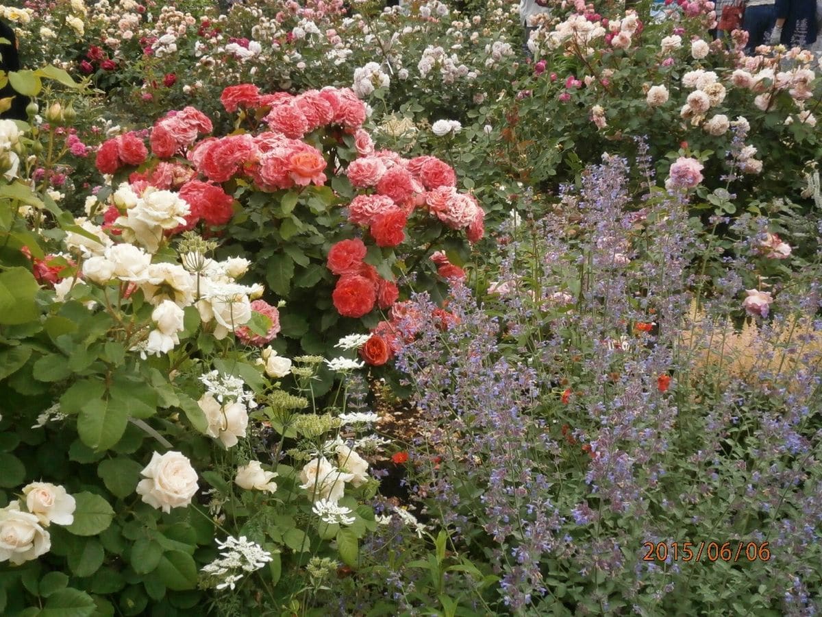 コピスの薔薇園