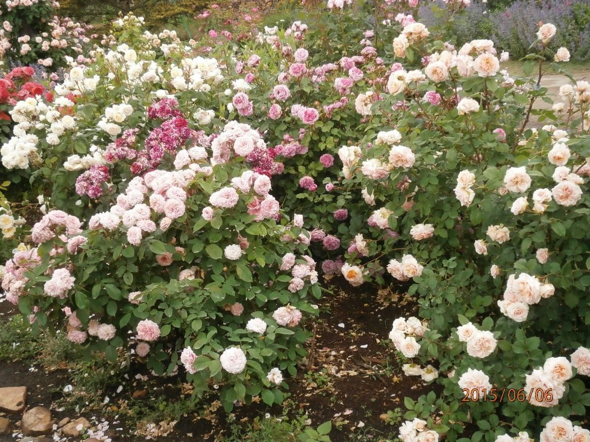 コピスの薔薇園