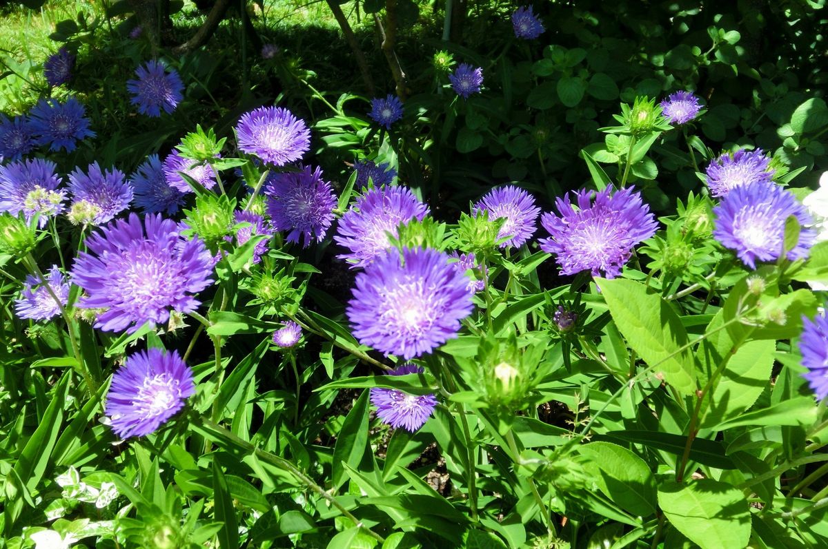 紫のお花たち