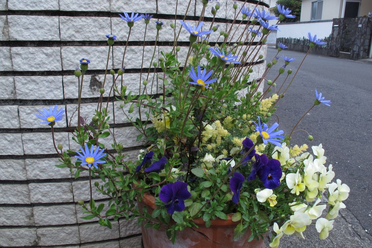 ６月の寄せ植え