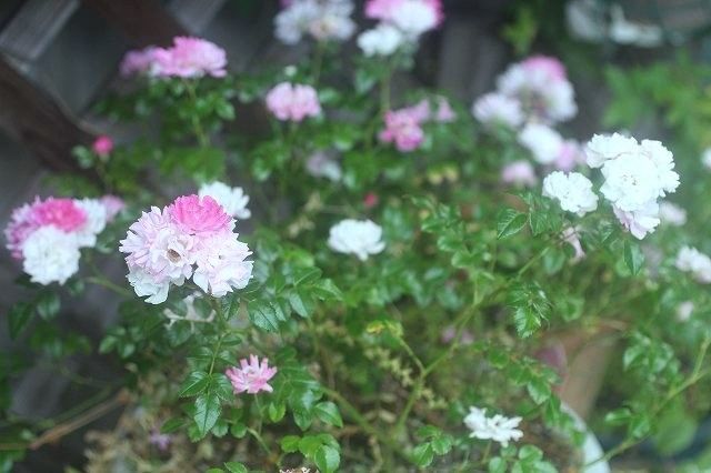 梅雨に入ったのですね～*