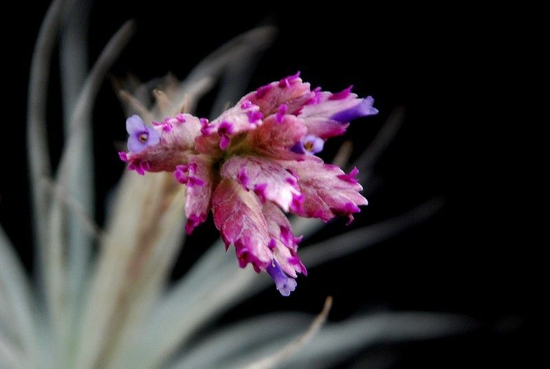 テクトラム開花