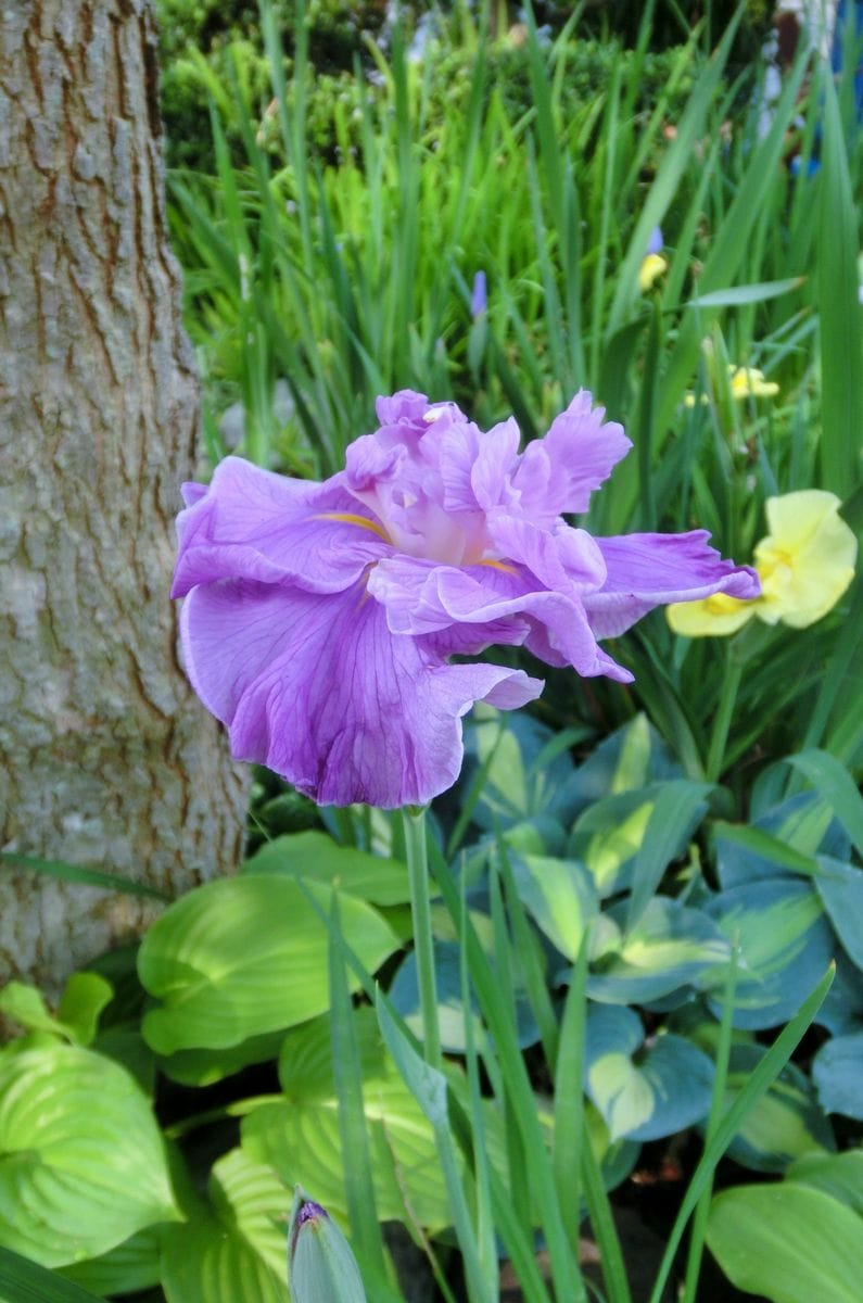 頂きもの、開花しました～