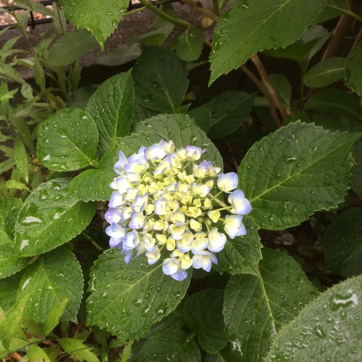 梅雨入り前のアジサイ