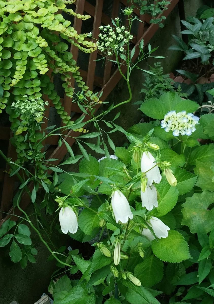 どうかなぁ～('_'?)紫陽花と