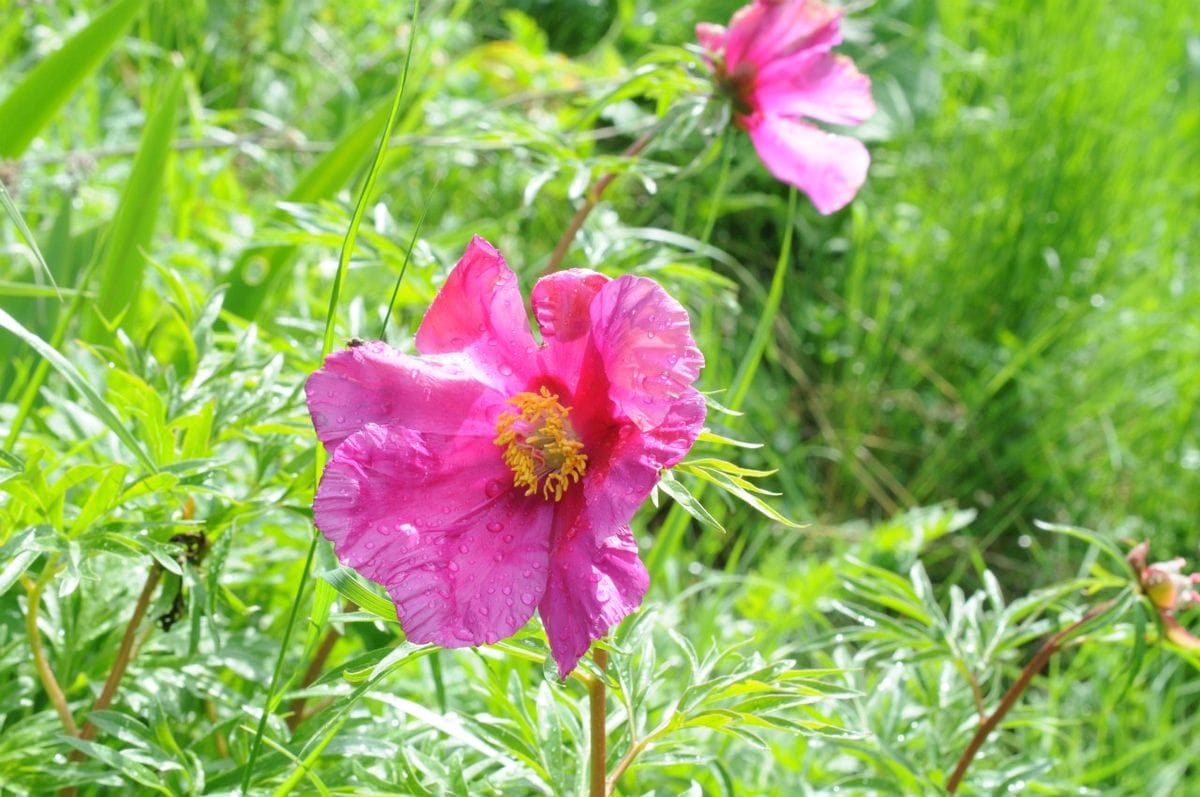 カザフスタンの花