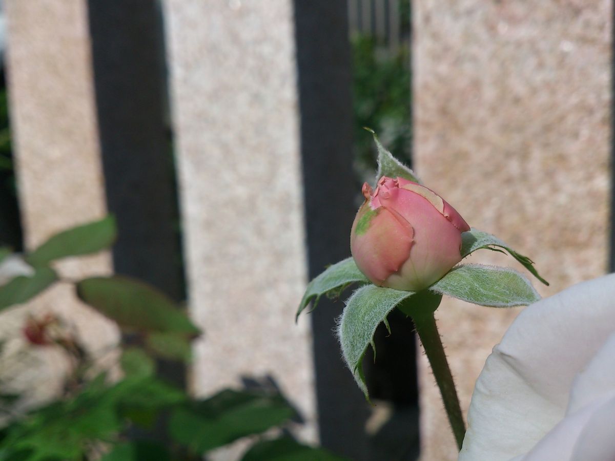 二番花、オリビアローズオースチン