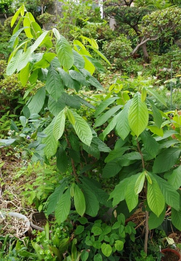 実の生るもの、生らないもの